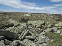 F, Lozere, Le Pont-de-Montvert, Sommet de Finiels 83, Saxifraga-Willem van Kruijsbergen