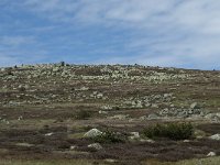 F, Lozere, Le Pont-de-Montvert, Sommet de Finiels 91, Saxifraga-Willem van Kruijsbergen