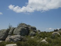 F, Lozere, Le Pont-de-Monvert, Finiels 62, Saxifraga-Marijke Verhagen