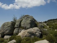 F, Lozere, Le Pont-de-Monvert, Finiels 63, Saxifraga-Marijke Verhagen