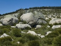 F, Lozere, Le Pont-de-Monvert, Finiels 64, Saxifraga-Marijke Verhagen