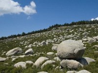 F, Lozere, Le Pont-de-Monvert, Finiels 68, Saxifraga-Marijke Verhagen