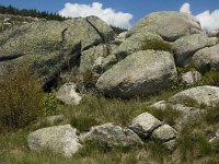 F, Lozere, Le Pont-de-Monvert, Finiels 69, Saxifraga-Marijke Verhagen