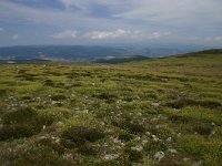 F, Lozere, Pont-de-Montvert-Sud-Mont-Lozère, Picde Finiels 23, Saxifraga-Dirk Hilbers