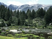 F, Pyrenees Orientales, Angoustrine-villeneuve-des-escaldes, Estany Llong 5, Saxifraga-Jan van der Straaten