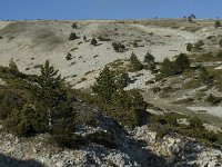 F, Vaucluse, Bedoin, Mont Ventoux 10, Saxifraga-Willem van Kruijsbergen