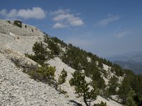 F, Vaucluse, Bedoin, Mont Ventoux 17, Saxifraga-Willem van Kruijsbergen