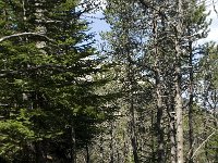 F, Vaucluse, Bedoin, Mont Ventoux 19, Saxifraga-Willem van Kruijsbergen