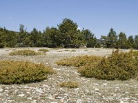 F, Vaucluse, Bedoin, Plaine des Hermitants 1, Saxifraga-Willem van Kruijsbergen