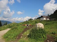 I, Belluno, Borca di Cadore, Monte Pellmo 1, Saxifraga-Foto Fitis-Sytske Dijksen