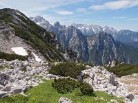 SLO, Gorenjska, Bled, Debela Pec 11, Saxifraga-Hans Dekker