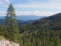 SLO, Gorenjska, Bled, Debela Pec 3, Saxifraga-Hans Dekker