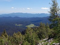 SLO, Gorenjska, Bled, Debela Pec 9, Saxifraga-Hans Dekker