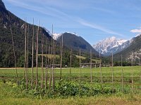 SLO, Gorenjska, Kranjska Gora, Mojstrana 5, Saxifraga-Hans Dekker