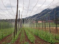 SLO, Goriska, Sempeter-Vrtojba, Sempeter 1, Saxifraga-Hans Dekker