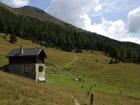 CH, Graubuenden, Zernez, SNP, Alp de la Schera 6, Saxifraga-Jan van der Straaten