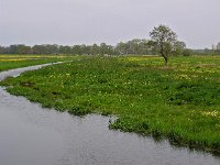 NL, Drenthe, Ruinen, Ruiner Aa 1, Saxifraga-Hans Dekker
