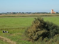 NL, Friesland, Nijefurd, Groote Warnser Zuiderpolder 1, Saxifraga-Jan van der Straaten