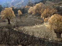 GR, Chios, Chios, Nea Moni 3, Saxifraga-Jan van der Straaten