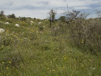 GR, Crete, Rethimnon, Koxare 10, Saxifraga-Willem van Kruijsbergen