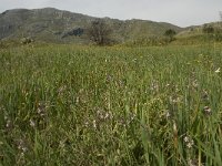 GR, Crete, Rethimnon, Koxare 4, Saxifraga-Willem van Kruijsbergen