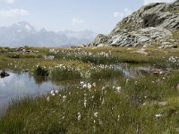 I, Sondrio, Lanzada, Laghi di Campagneda 8, Saxifraga-Willem van Kruijsbergen