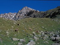 I, Valle d'Aosta, Cogne, Rifugio Sella 4, Saxifraga-Jan van der Straaten