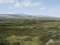 N, Innlandet, Lesja, Sladalsvegen 2, Saxifraga-Willem van Kruijsbergen