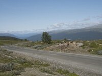 N, Innlandet, Lesja, Sladalsvegen 3, Saxifraga-Willem van Kruijsbergen