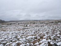 N, Innlandet, Oystre Slidre, Valdresflya 8, Saxifraga-Willem van Kruijsbergen