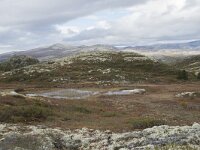 N, Innlandet, Sel, Klufttjonne 32, Saxifraga-Willem van Kruijsbergen