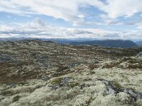 N, Innlandet, Sel, Klufttjonne 38, Saxifraga-Annemiek Bouwman