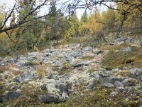 N, Innlandet, Sel, Mysuseter 106, Saxifraga-Willem van Kruijsbergen