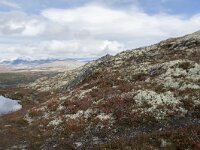 N, Innlandet, Sel, Mysuseter 52, Saxifraga-Willem van Kruijsbergen