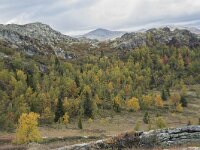 N, Innlandet, Sel, Mysuseter 69, Saxifraga-Willem van Kruijsbergen