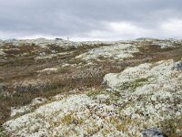 N, Innlandet, Sel, Mysuseter 72, Saxifraga-Willem van Kruijsbergen