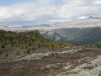 N, Innlandet, Sel, Mysuseter 73, Saxifraga-Willem van Kruijsbergen