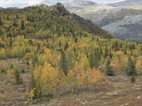 N, Innlandet, Sel, Mysuseter 81, Saxifraga-Willem van Kruijsbergen