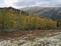 N, Innlandet, Sel, Mysuseter 84, Saxifraga-Willem van Kruijsbergen