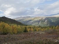 N, Innlandet, Sel, Mysuseter 87, Saxifraga-Willem van Kruijsbergen