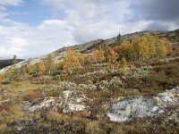 N, Innlandet, Sel, Mysuseter 89, Saxifraga-Willem van Kruijsbergen