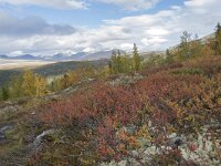 N, Innlandet, Sel, Mysuseter 94, Saxifraga-Willem van Kruijsbergen