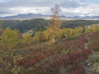 N, Innlandet, Sel, Mysuseter 95, Saxifraga-Willem van Kruijsbergen