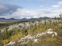 N, Innlandet, Sel, Mysuseter 98, Saxifraga-Willem van Kruijsbergen