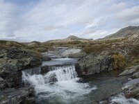 N, Innlandet, Sel, Peer Gynt Hytta 103, Saxifraga-Willem van Kruijsbergen