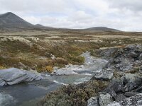 N, Innlandet, Sel, Peer Gynt Hytta 107, Saxifraga-Willem van Kruijsbergen