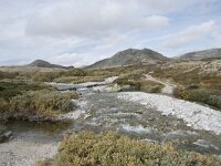 N, Innlandet, Sel, Peer Gynt Hytta 108, Saxifraga-Willem van Kruijsbergen