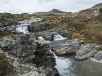 N, Innlandet, Sel, Peer Gynt Hytta 113, Saxifraga-Willem van Kruijsbergen