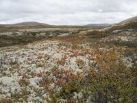 N, Innlandet, Sel, Peer Gynt Hytta 115, Saxifraga-Willem van Kruijsbergen