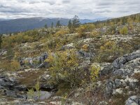 N, Innlandet, Sel, Peer Gynt Hytta 130, Saxifraga-Willem van Kruijsbergen